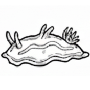 Critter