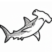 Hammerhead Sharks