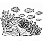 Reef Fish