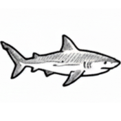 Reef Sharks