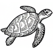 Sea Turtles