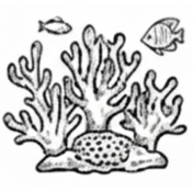 Soft Coral