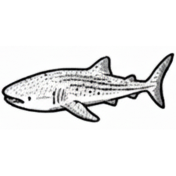 Whale Sharks